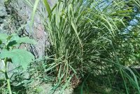 Racikan Minuman Anti Sars Covid-19