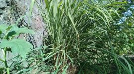 Racikan Minuman Anti Sars Covid-19