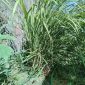 Racikan Minuman Anti Sars Covid-19