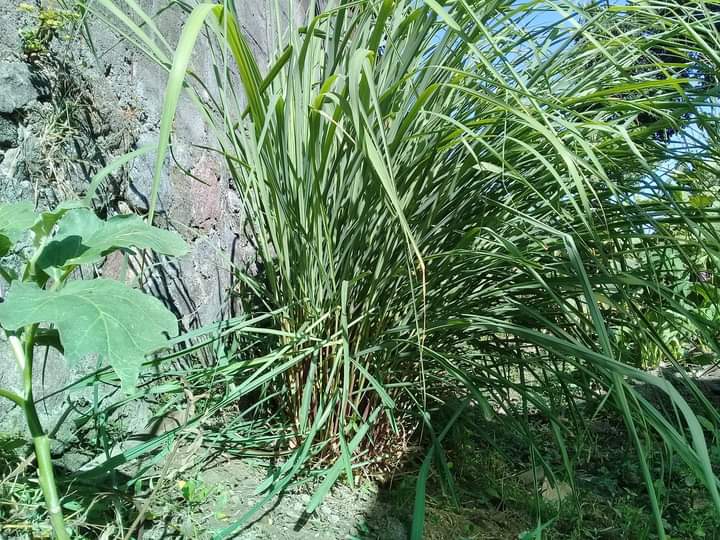 Racikan Minuman Anti Sars Covid-19